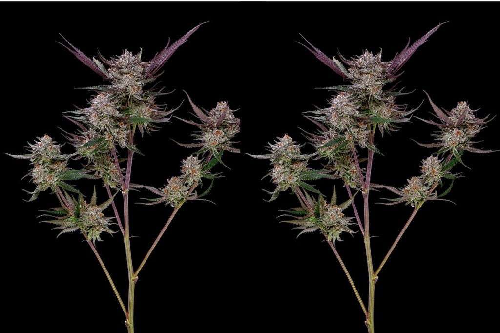 Purple Ice Strain Basics: Everything About This Cool Hybrid |  Green state