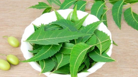 5. Neem Leaves: Neem is known for its immense medicinal properties;  Consuming an infusion of neem leaves can help limit the spread of infection in the body.  (Shutterstock)