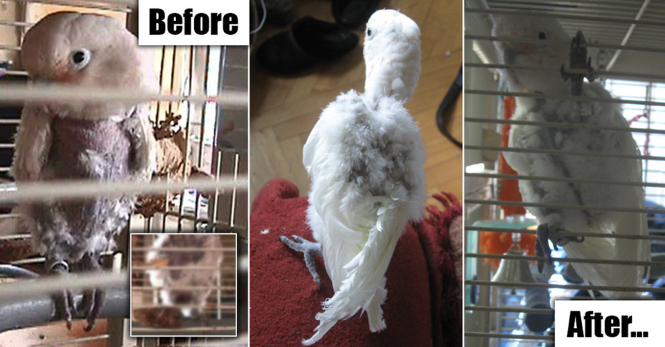 How a parrot suffering from extreme feathering was rescued using a new method
